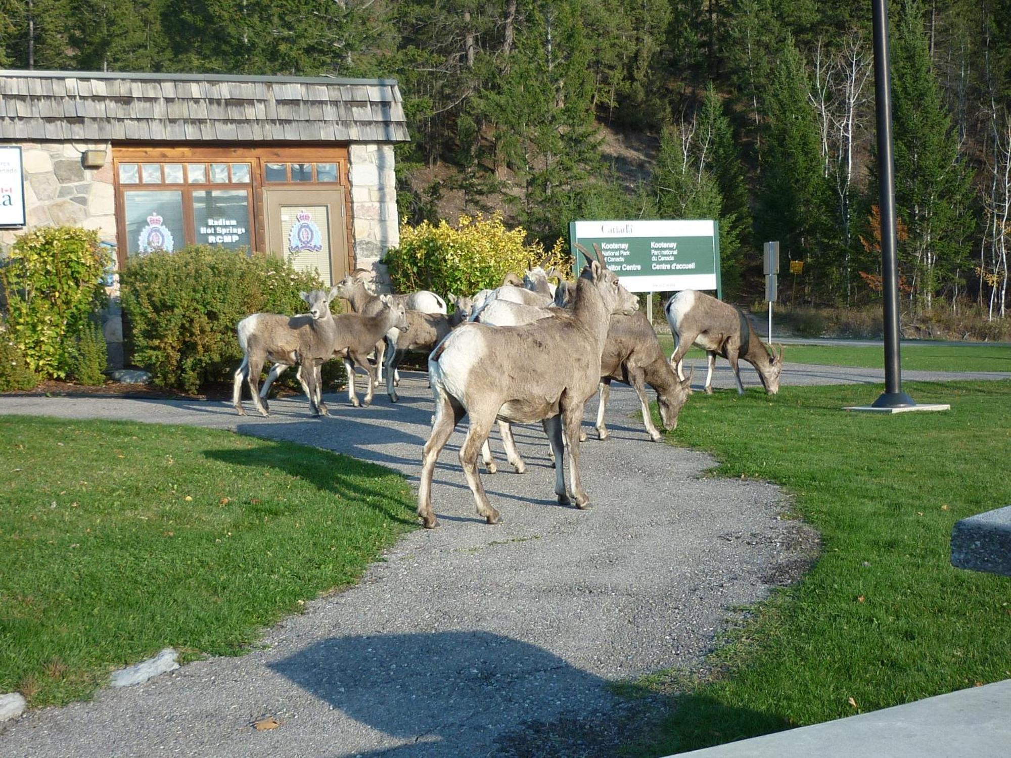 Motel Bavaria Radium Hot Springs Buitenkant foto